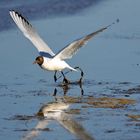 Mouette rieuse