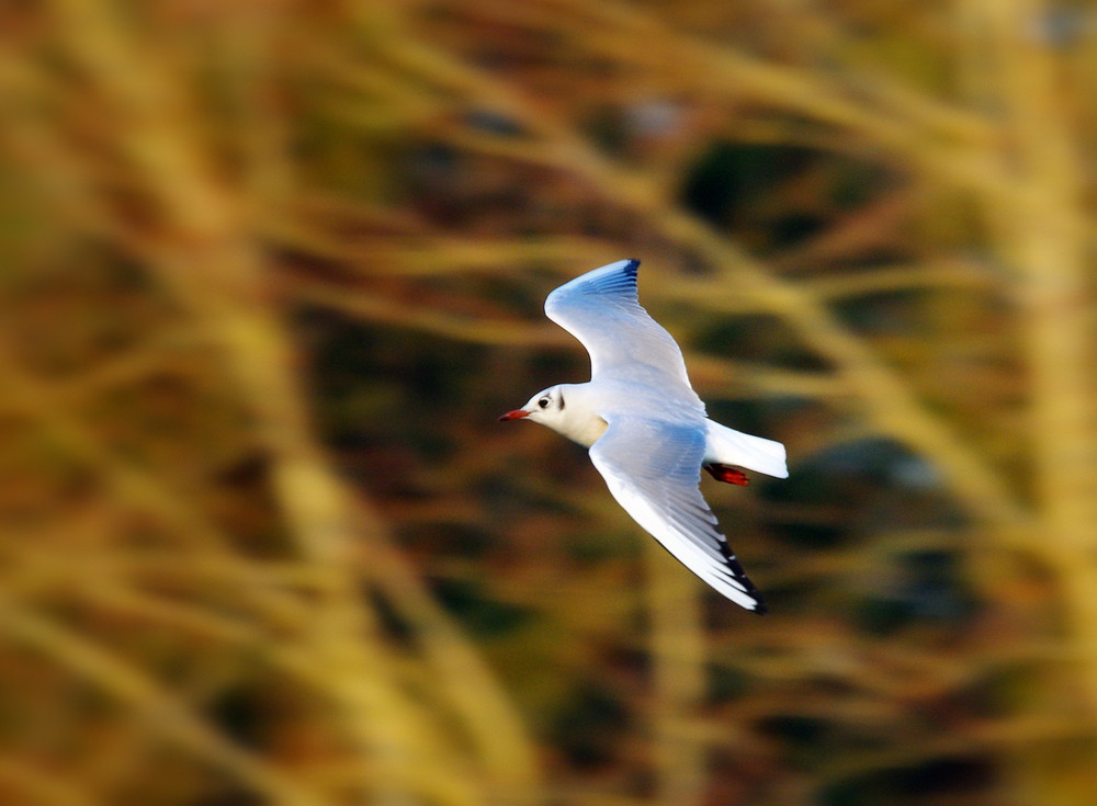 Mouette rieuse