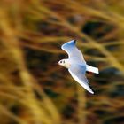 Mouette rieuse