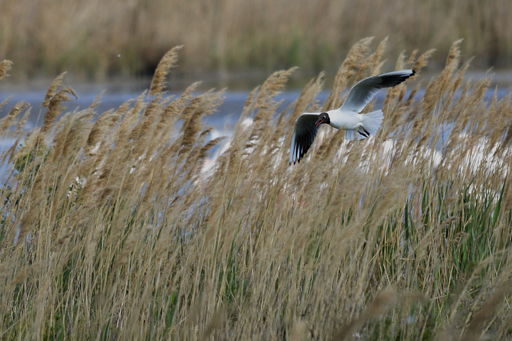 Mouette Rieuse