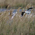 Mouette Rieuse