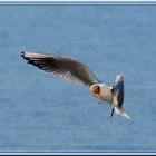 Mouette Rieuse