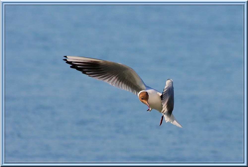 Mouette Rieuse