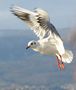 Mouette rieuse de pierrot13 