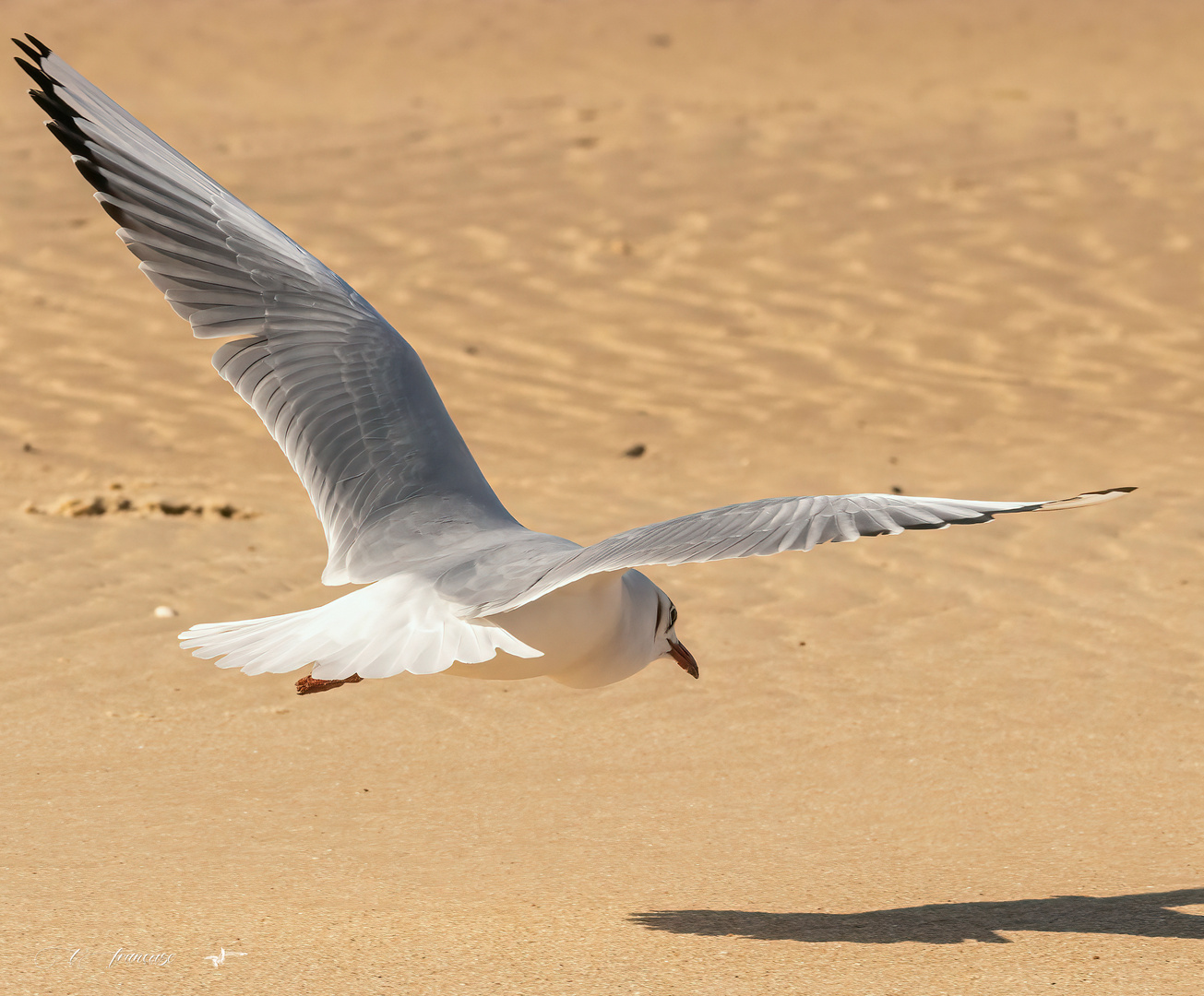 Mouette rieuse