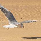 Mouette rieuse
