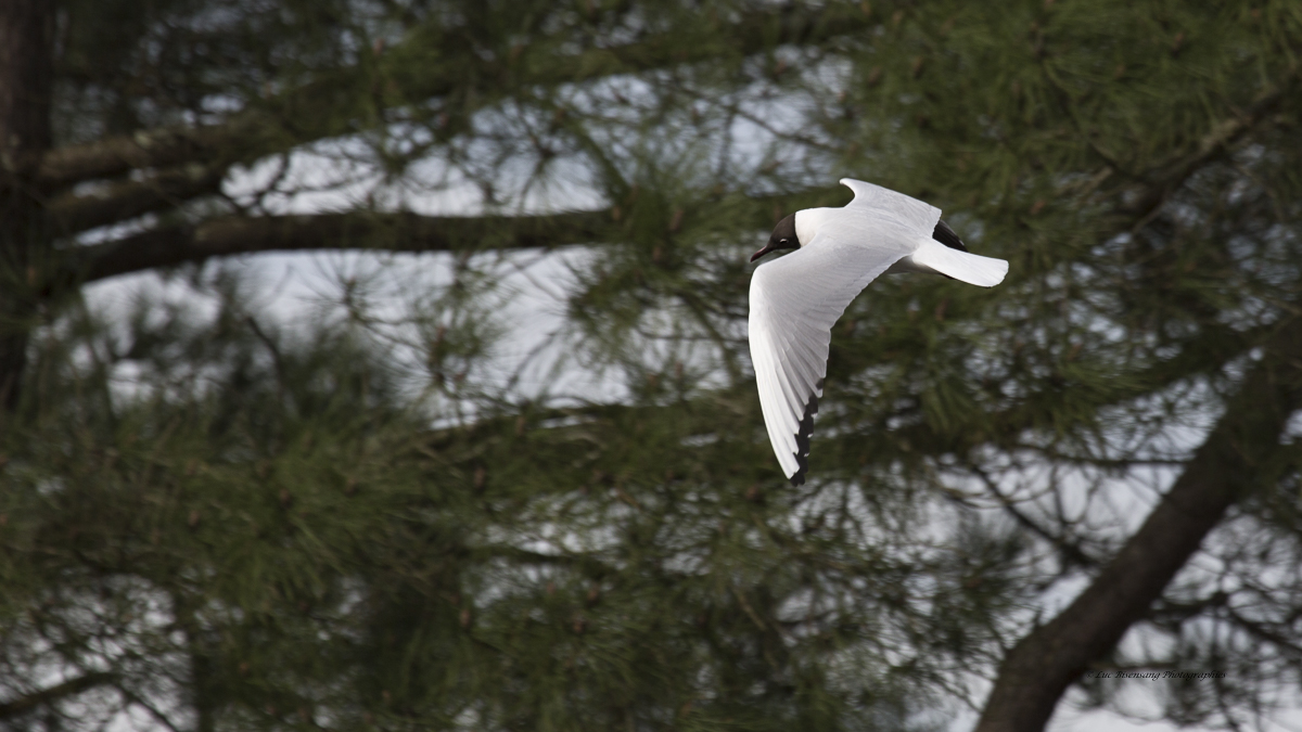 Mouette rieuse