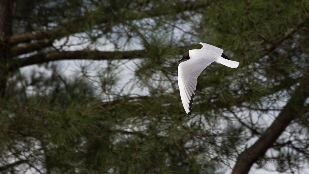 Mouette rieuse