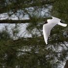 Mouette rieuse