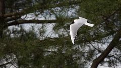 Mouette rieuse