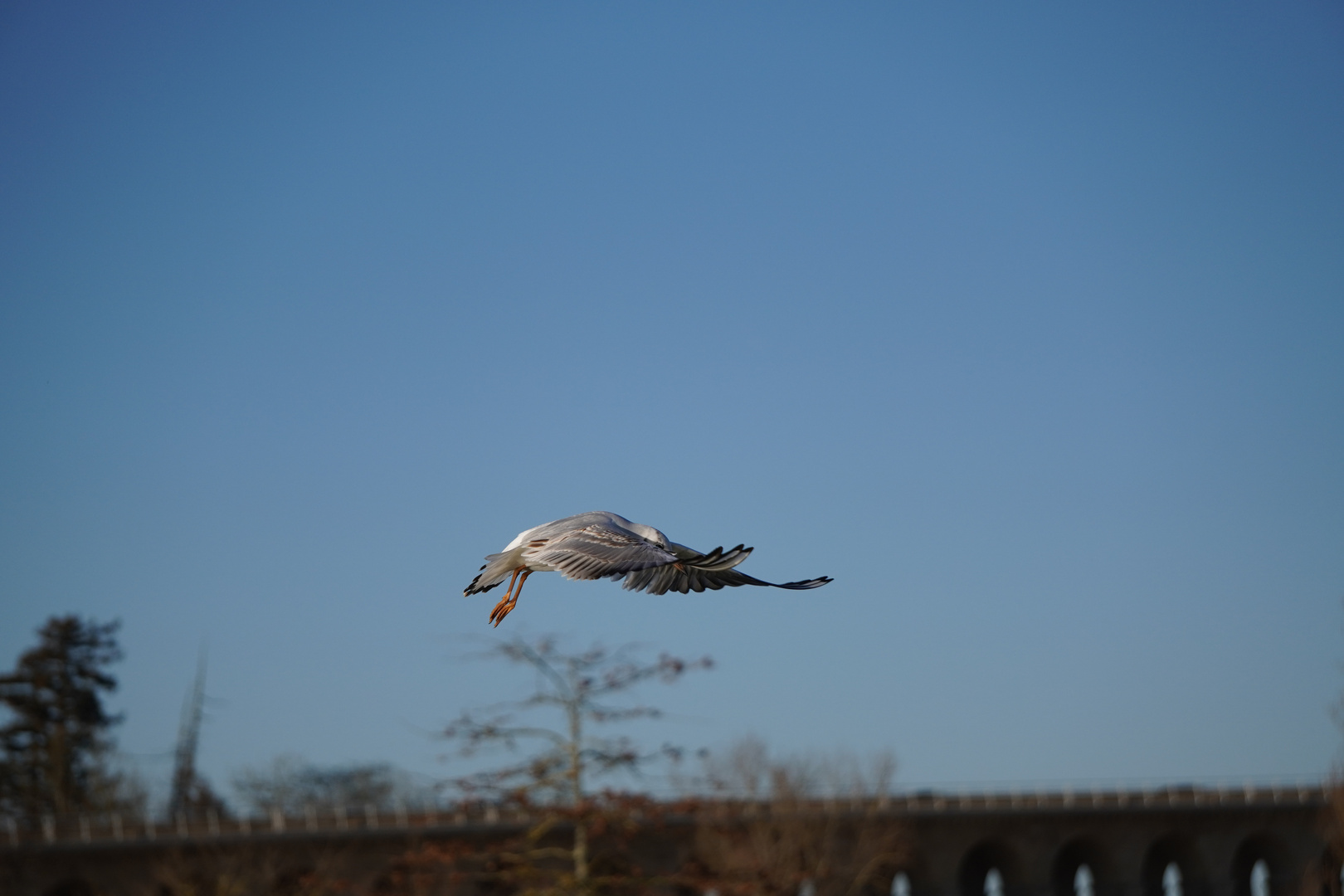 Mouette rieuse