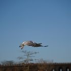 Mouette rieuse