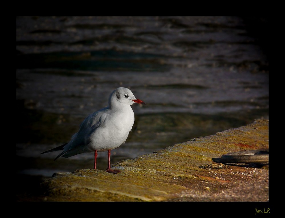 Mouette rieuse