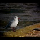 Mouette rieuse