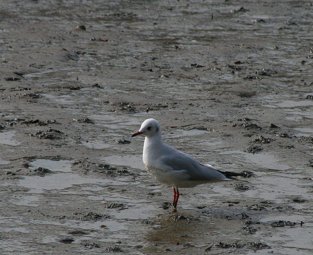 mouette rieuse