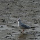 mouette rieuse