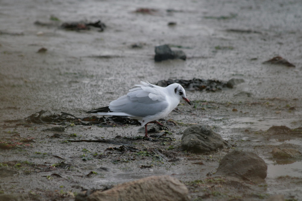 Mouette rieuse