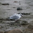 Mouette rieuse