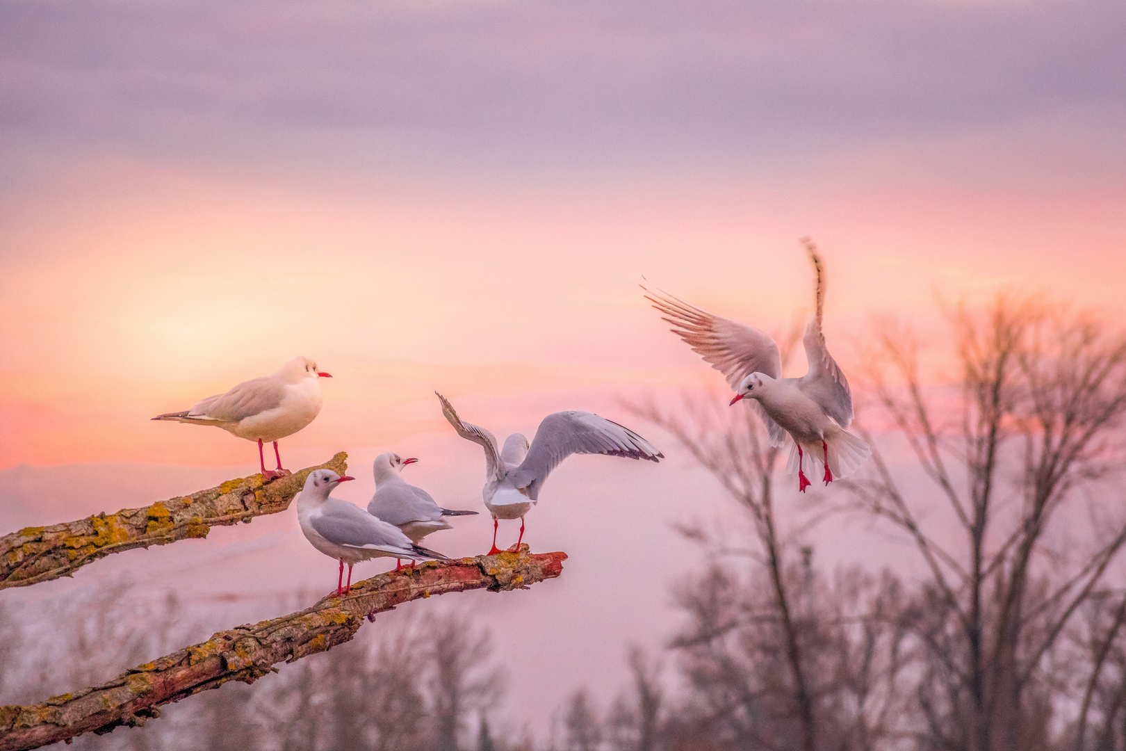 Mouette rieuse