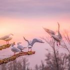 Mouette rieuse