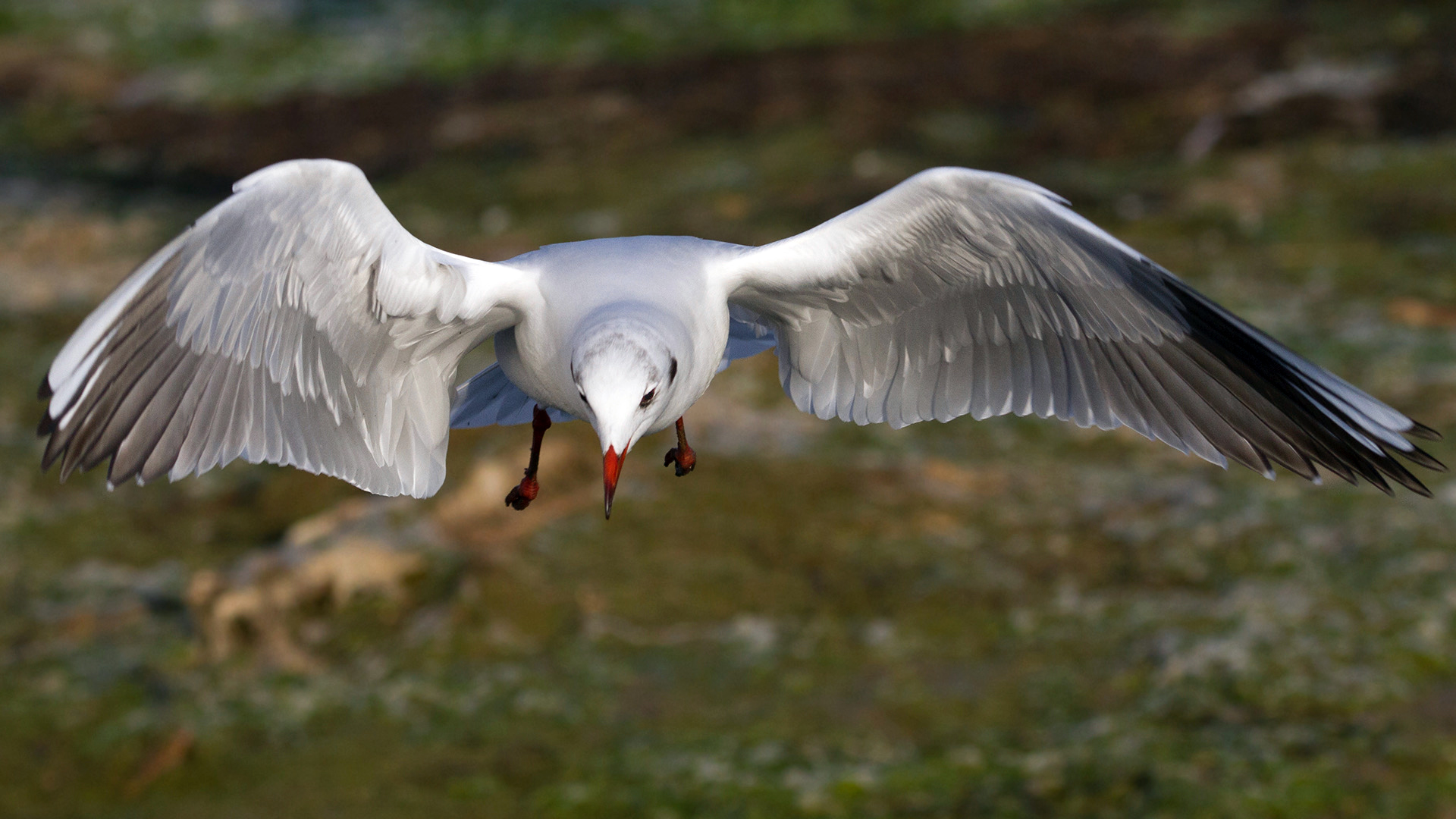 Mouette rieuse