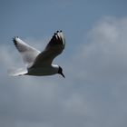 ..Mouette rieuse...