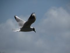 ..Mouette rieuse...