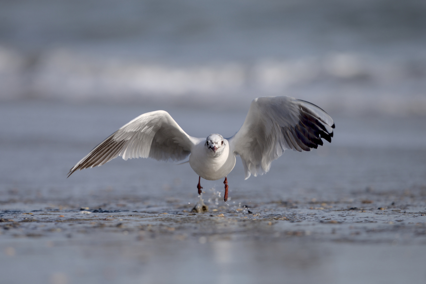 Mouette rieuse