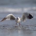 Mouette rieuse