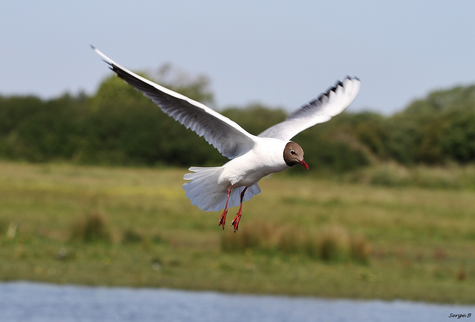 Mouette rieuse