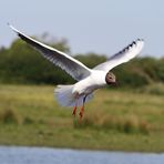 Mouette rieuse