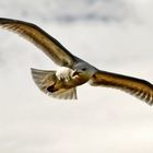 Mouette rieuse