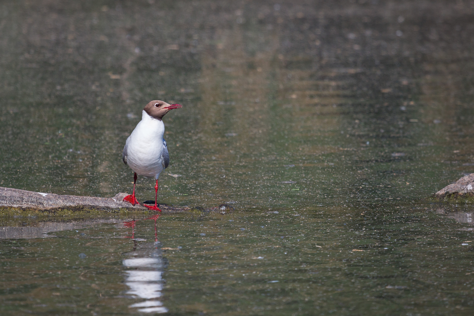 Mouette rieuse