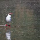 Mouette rieuse