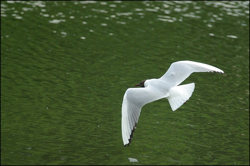 Mouette Rieuse