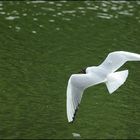 Mouette Rieuse