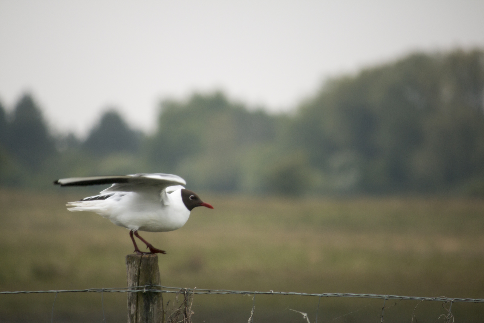 Mouette rieuse