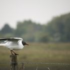 Mouette rieuse