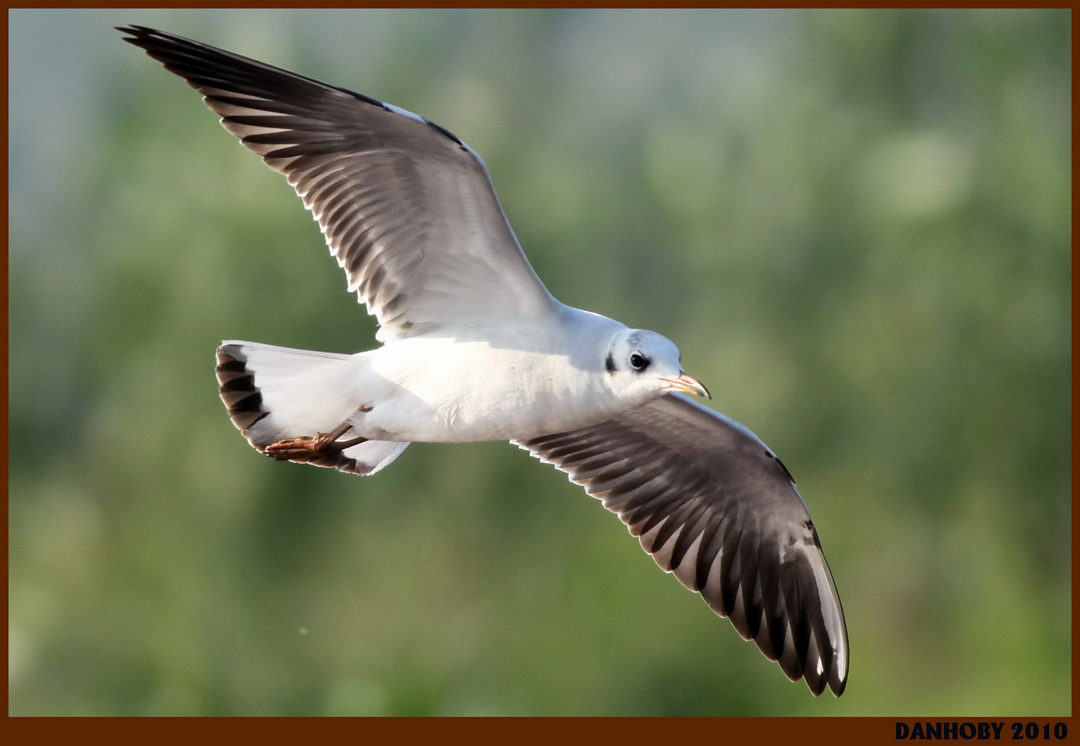 MOUETTE RIEUSE