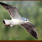 MOUETTE RIEUSE