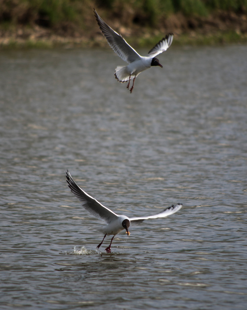 mouette rieuse