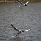 mouette rieuse