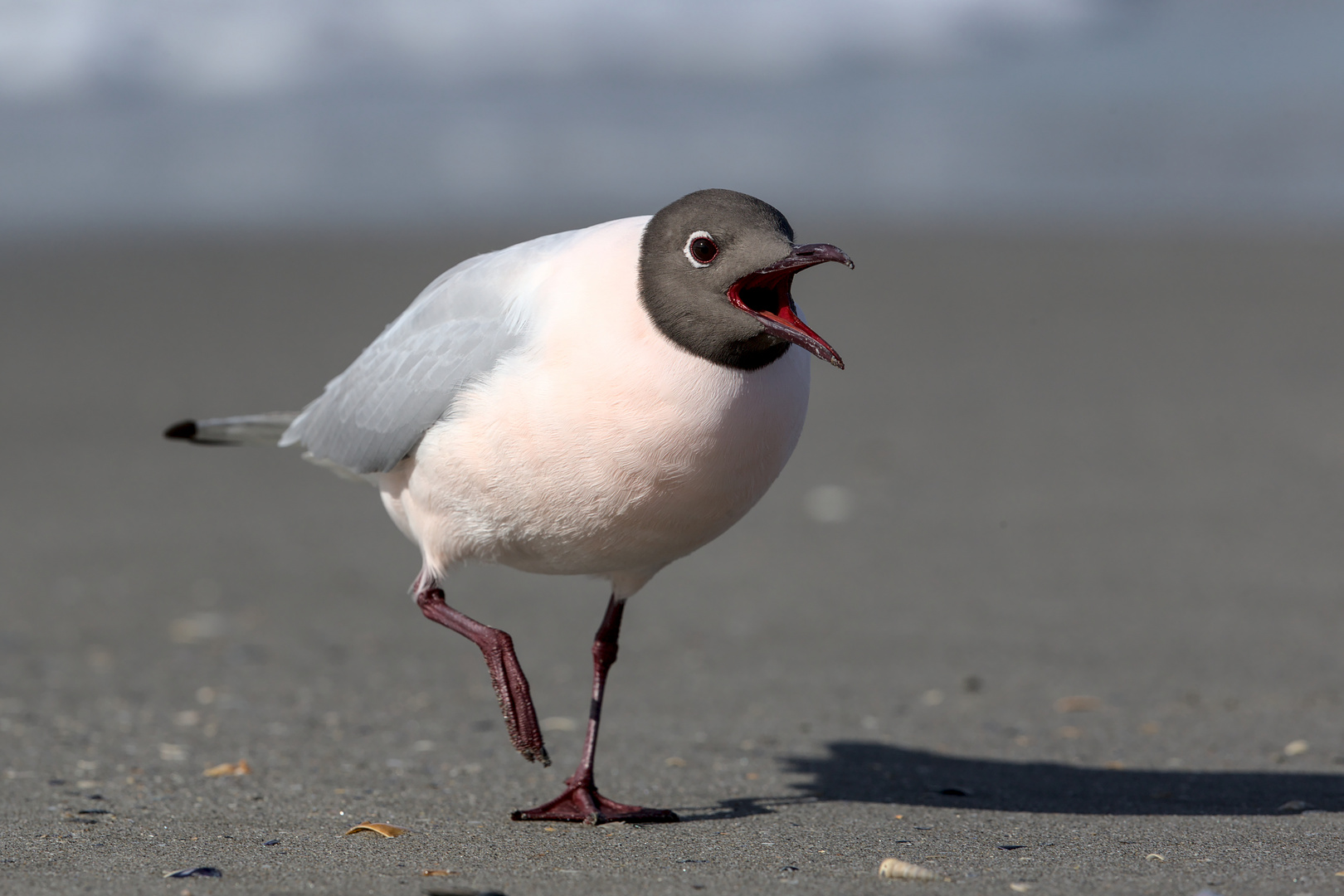 Mouette rieuse