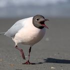 Mouette rieuse