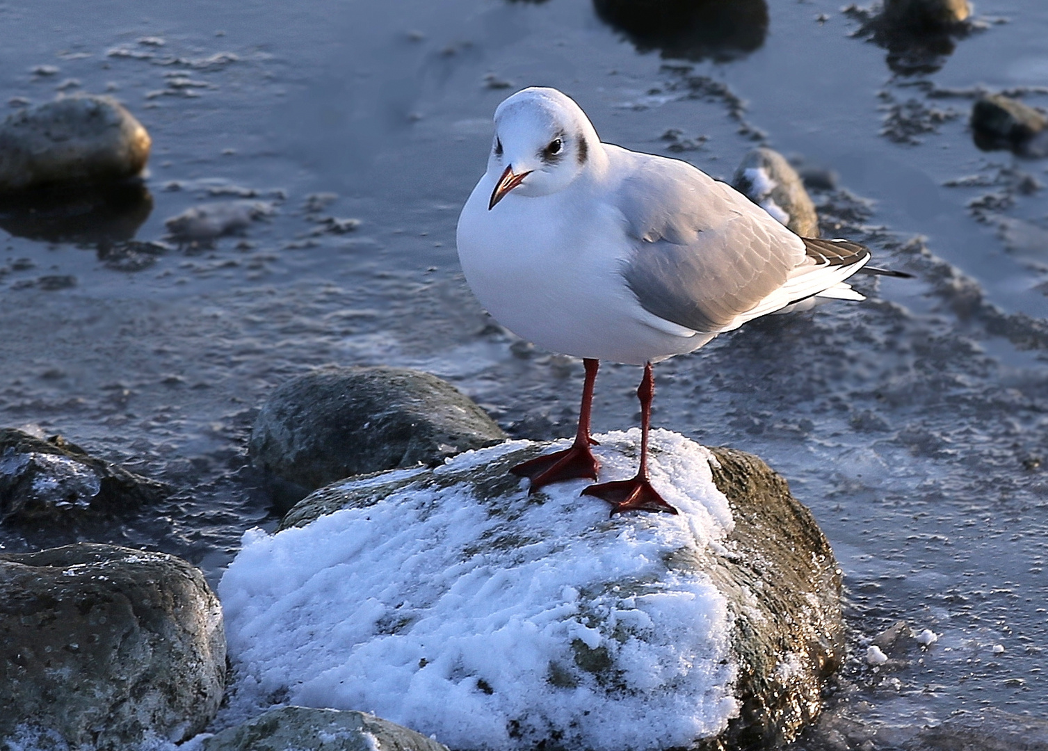 Mouette rieuse adulte en plumage d'hiver 