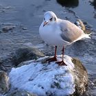 Mouette rieuse adulte en plumage d'hiver 