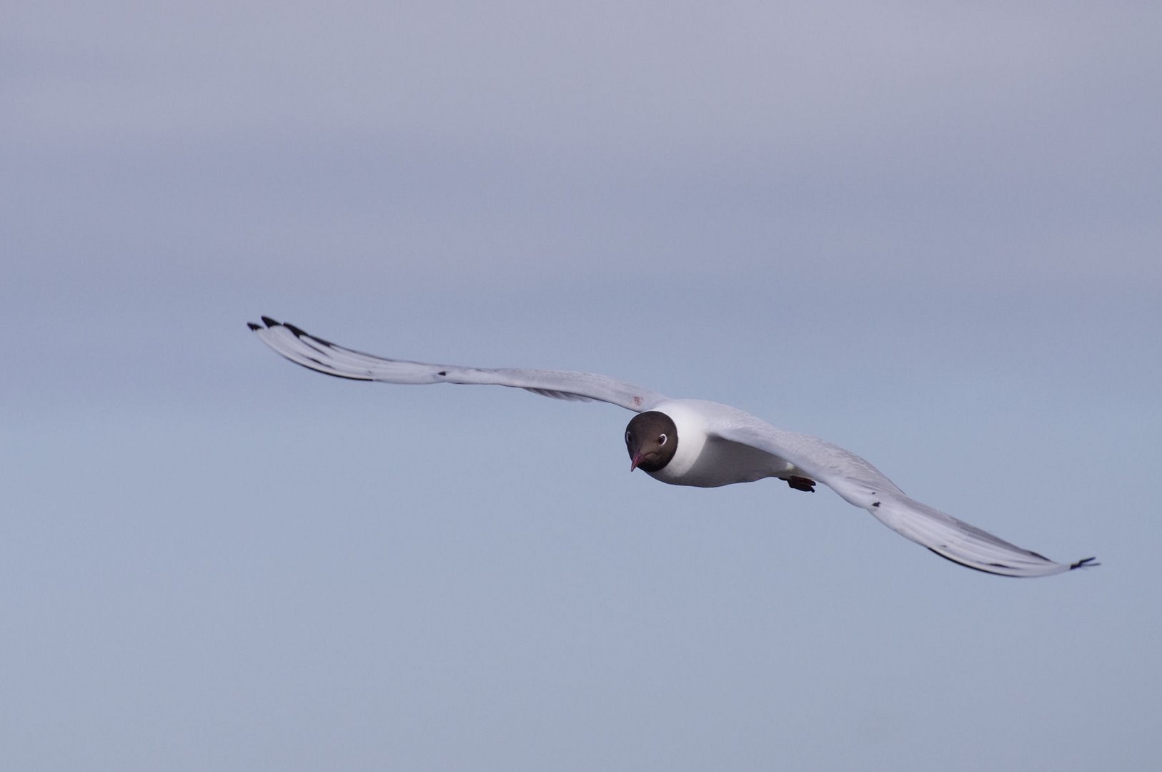 Mouette rieuse