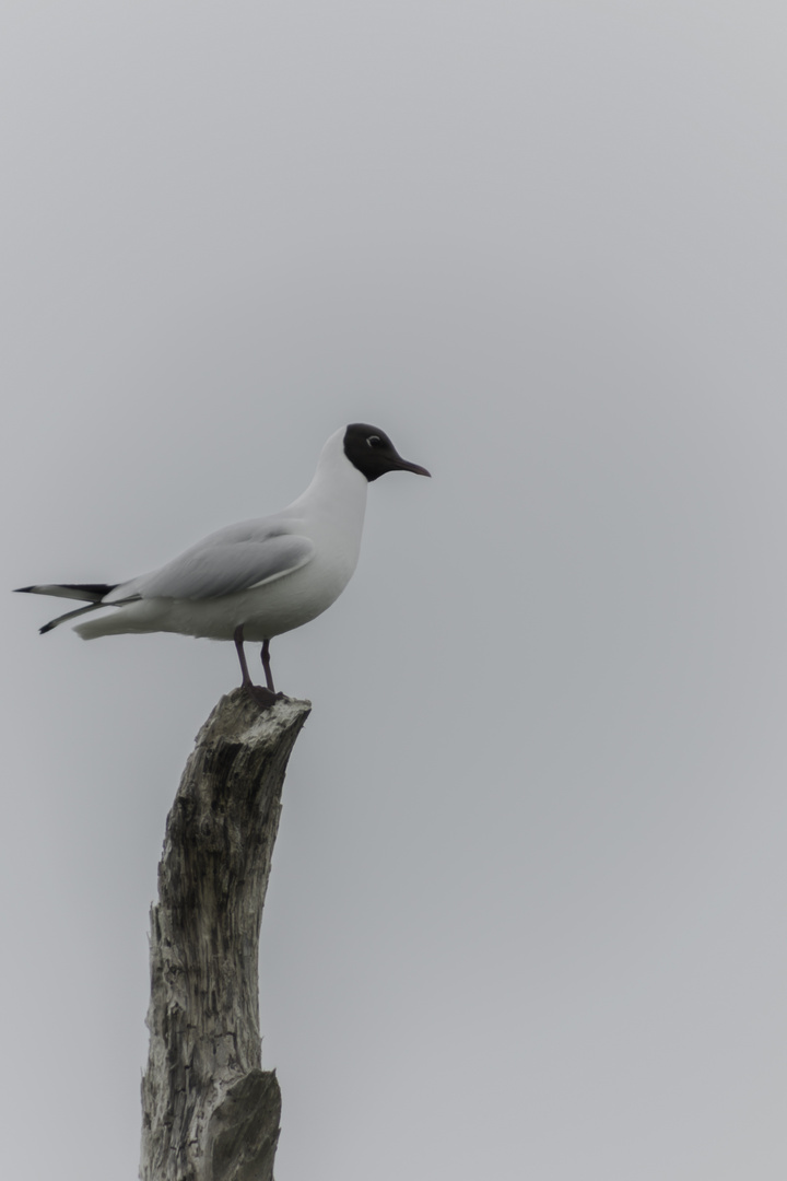 Mouette rieuse