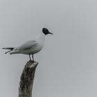 Mouette rieuse