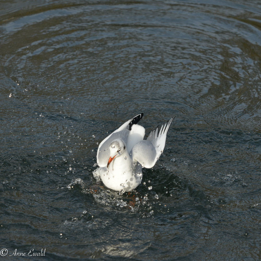 Mouette rieuse